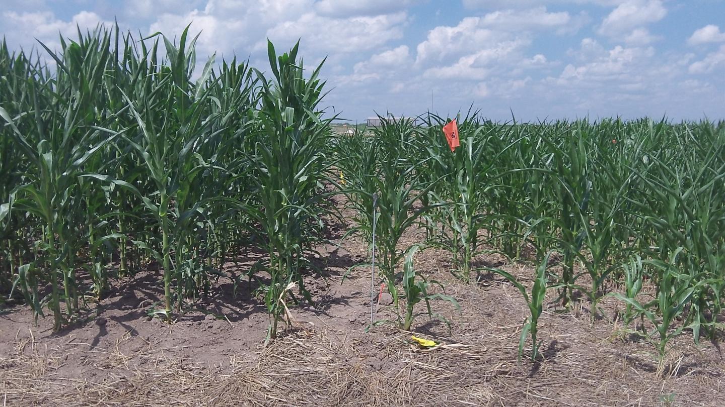 Corn and Cover Crop Comparison
