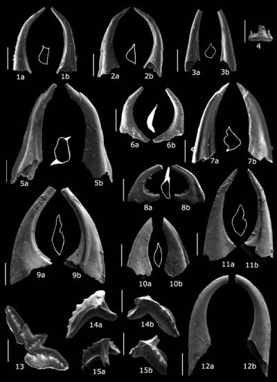 Oldest Fossils Found in Cordillera Bética Mountain Range