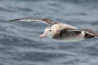 Adult wandering albatross in flight.