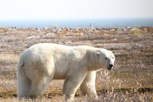 Polar bear1