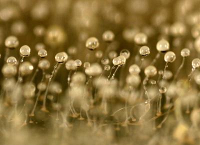 A Forest of the Fruiting Bodies of the Social Amoeba <I>Dictyselium discoideum</I>