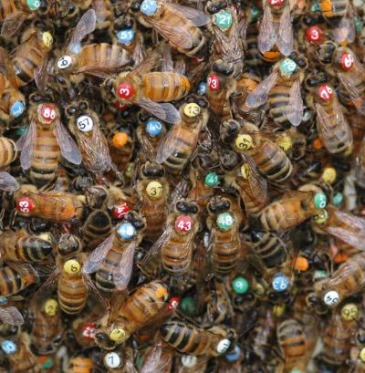 Head-Butting Honeybees (3 of 4)