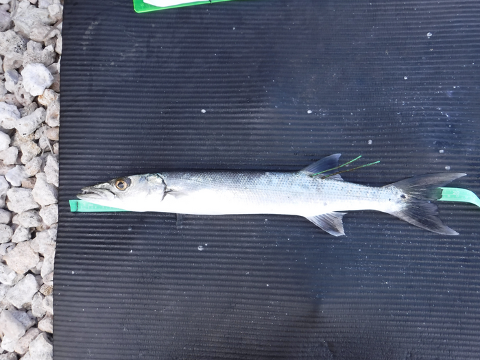 Barracuda IMAGE EurekAlert Science News Releases