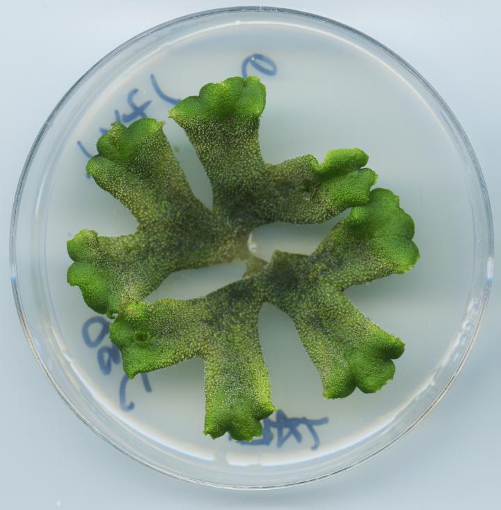 Infected Liverwort