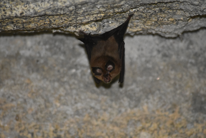 A sarbecovirus found in Russian bats is capable of using human ACE2 to enter cells, and is resistant to the antibodies of people vaccinated against SARS-CoV-2