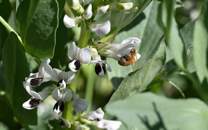 Faba bean