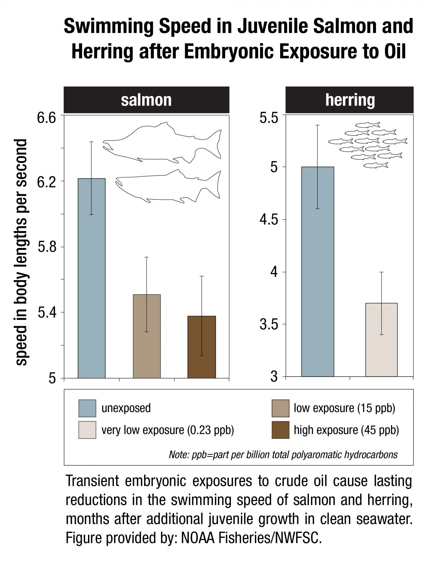 Embryonic Oil Exposure Slows Swimming of Juvenile Fish