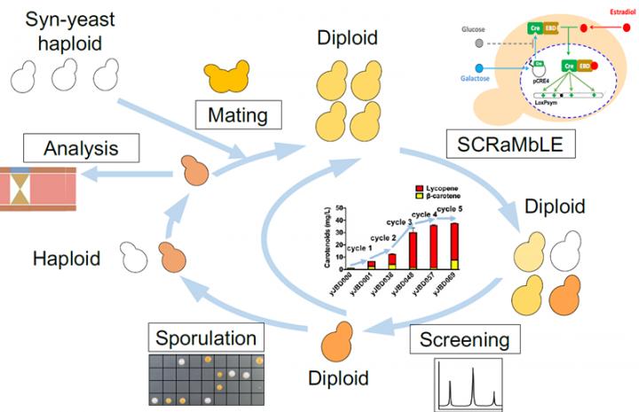 Precise Control Switch Mediated Multiplex SCRaMbLE