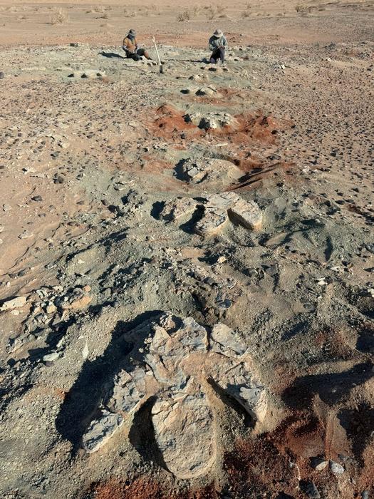 Trackway of 13 Fossilized Footprints Spanning 24 Meters