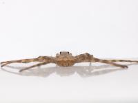 Posterior View of a Flattie Spider