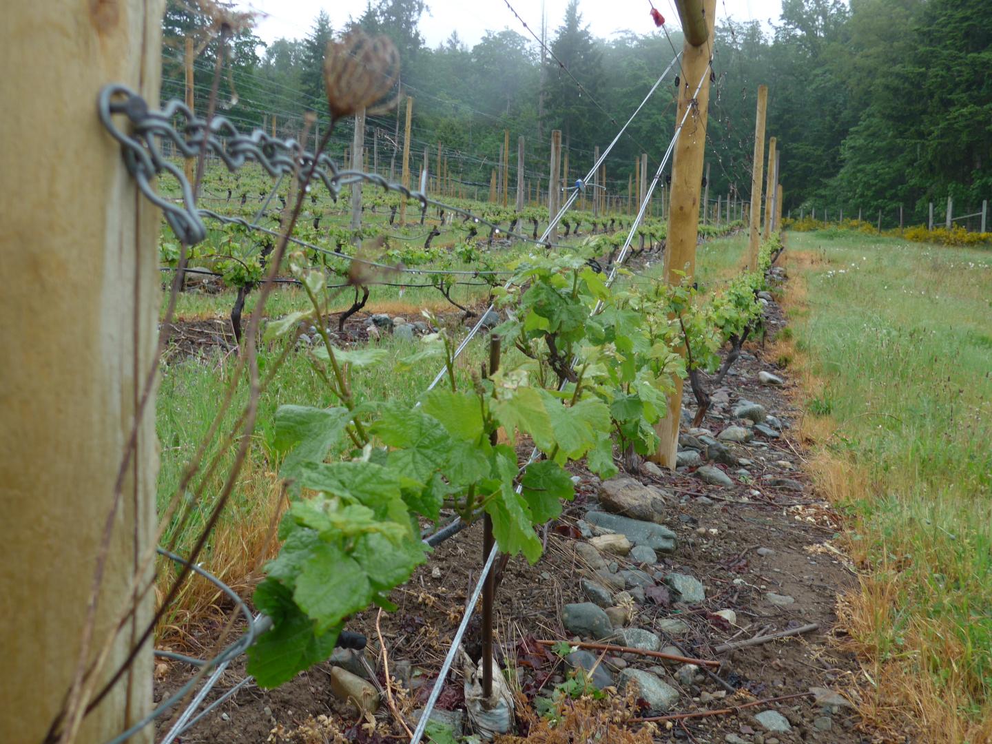 Switching Grape Varieties Can Help Save World's Wine-Growing Regions: UBC Study