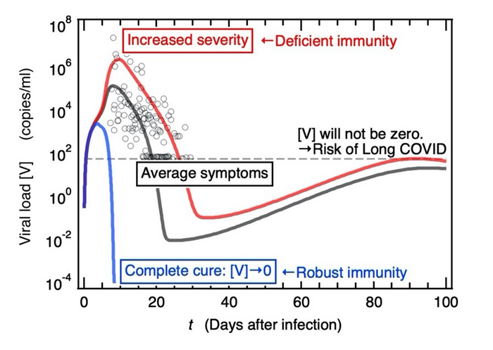 Temporal course of viral load [V] within infected host after infection
