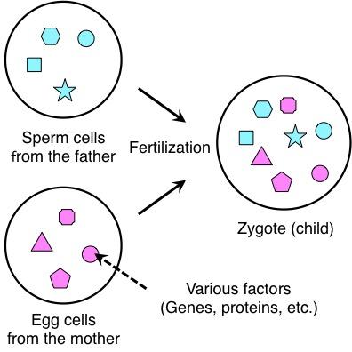 Fertilization in Plants