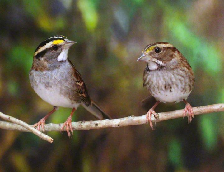 White-Throated Sparrows