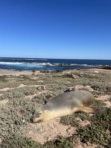 Australian sea lion with camera and tracking equippment