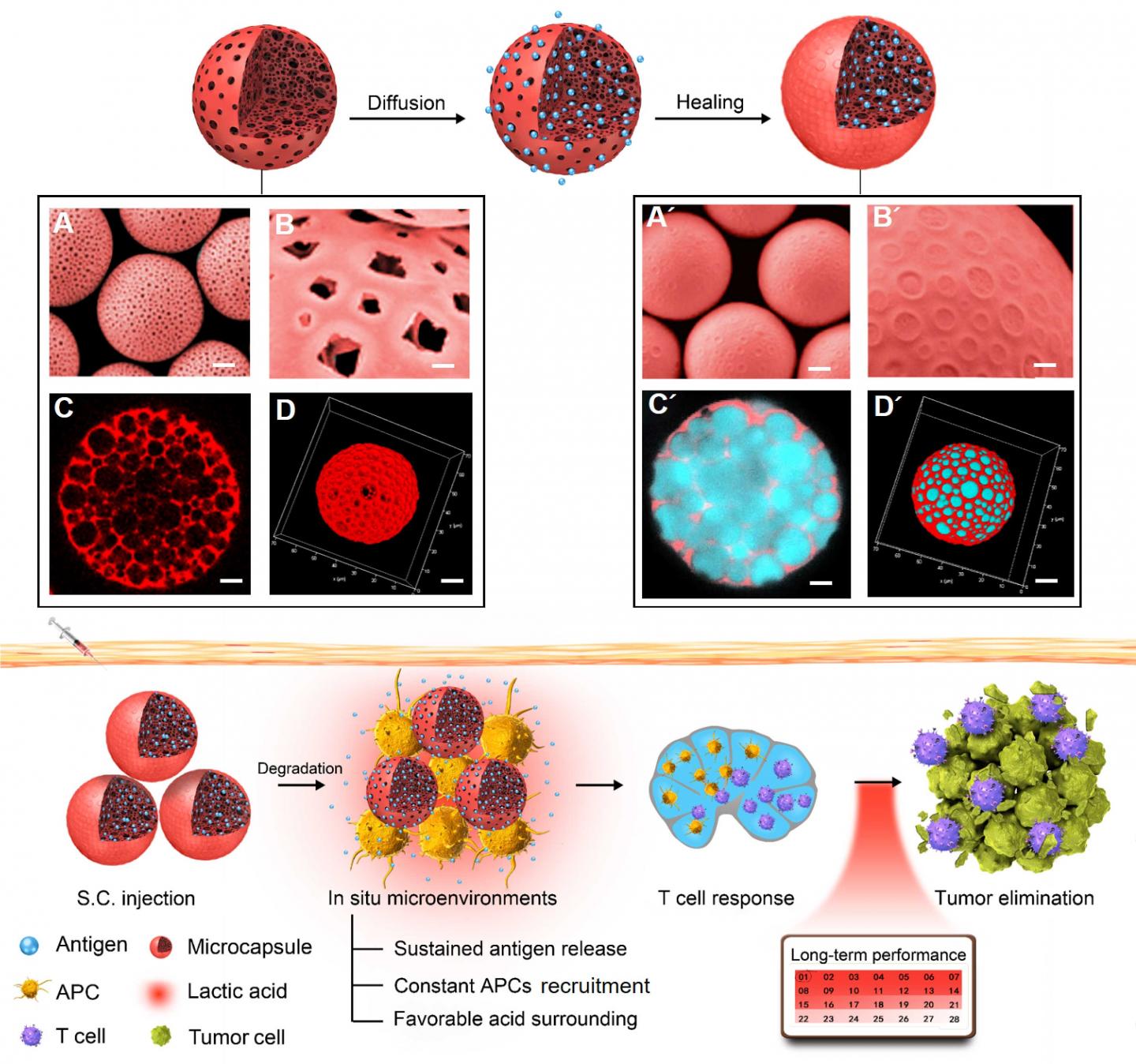 Strategy for Utilizing Self-Healing Microcapsules to Modulate Immunization Microenvironments in Canc