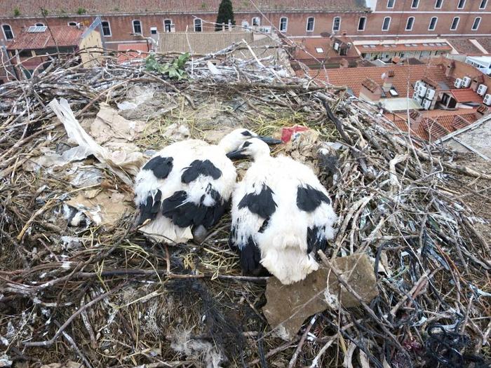 Plastic in stork nest 1