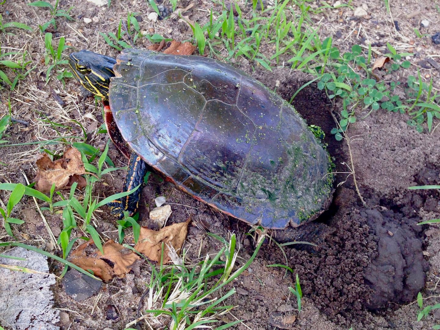 A Painted Turtle Laying Eggs