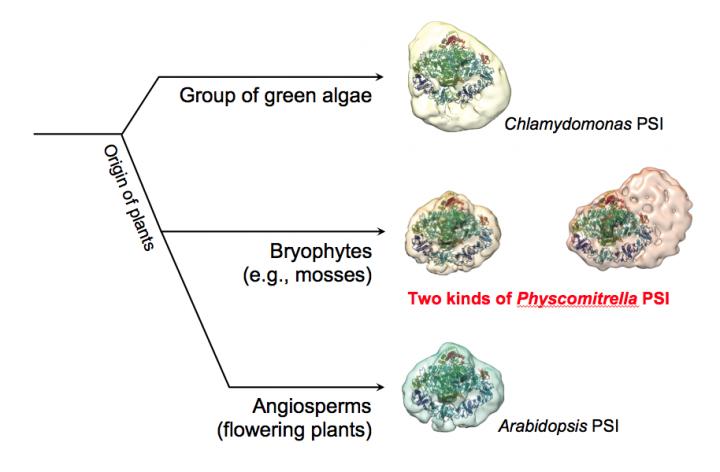 Plant Evolution