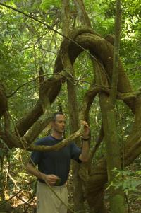 Stefan Schnitzer, Smithsonian Tropical Research Institute