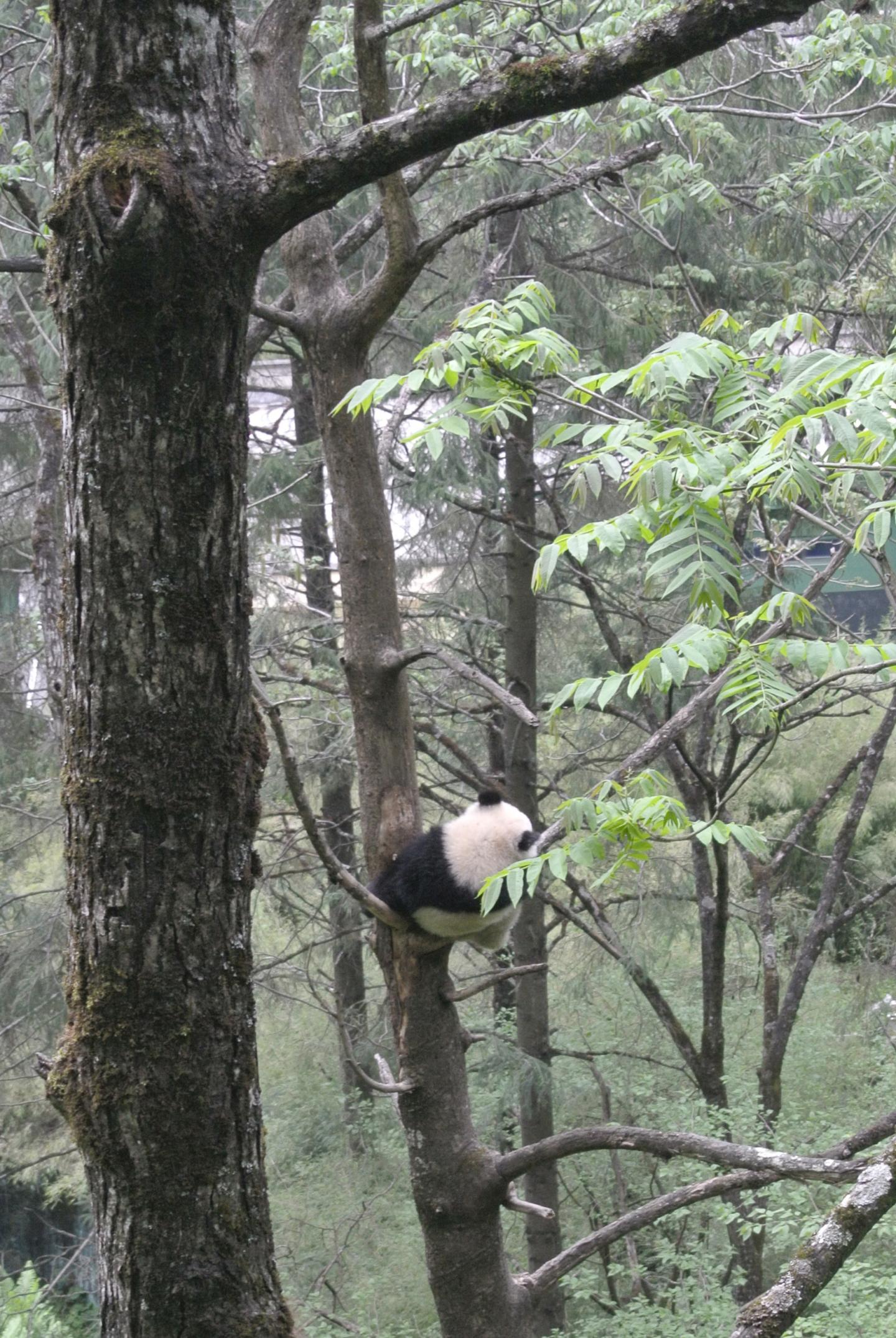 Panda Hanging Out