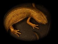 Image of a Salamander (the Newt Notophthalmus Viridescens)
