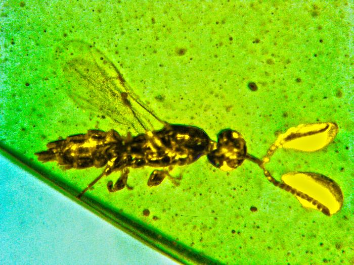 Caradiophyodus saradae micro-wasp