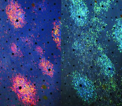 Photo of Iridiophores in Squid Skin