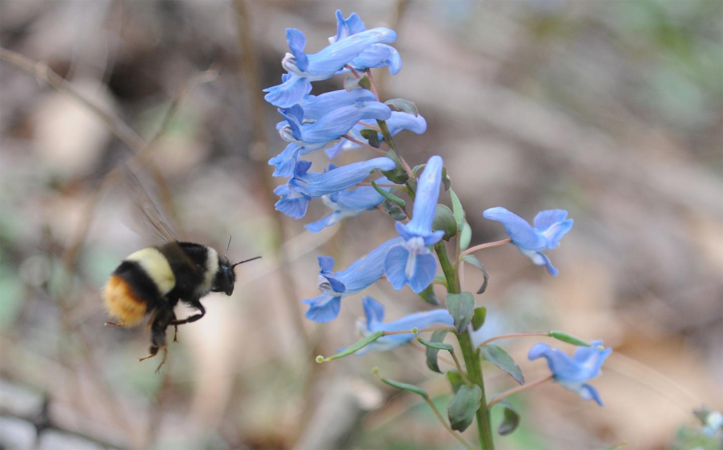 A Bumblebee Visits Corydalis Ambigua after Overwintering