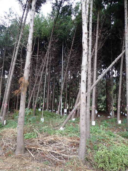 The study plot showing the wind damage caused by Typhoon Trami on October 1, 2018