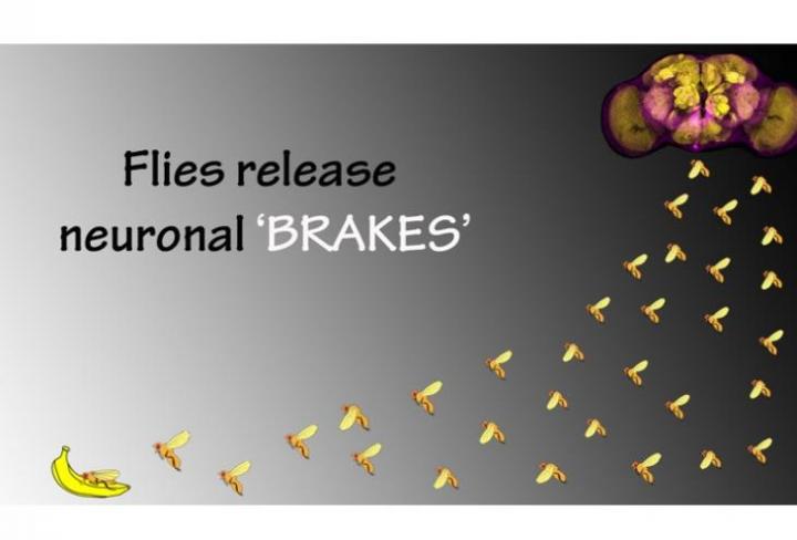 Flies Release Neuronal Brakes