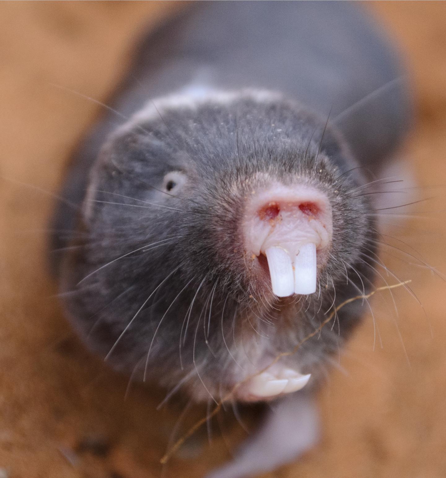 Mole Rat IMAGE EurekAlert Science News Releases