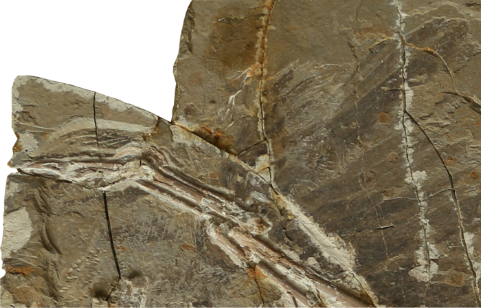 Fossil STM 15-36