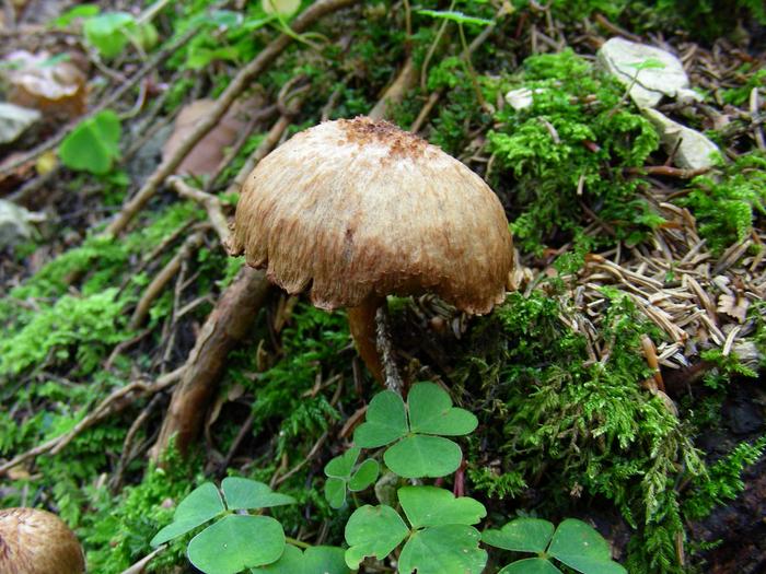 Fiber cap mushroom