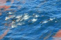 Dolphins Swimming in Midst of Deepwater Horizon Oil