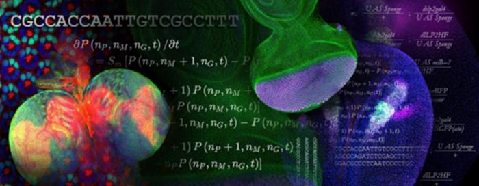 National Institute for Theory and Mathematics in Biology