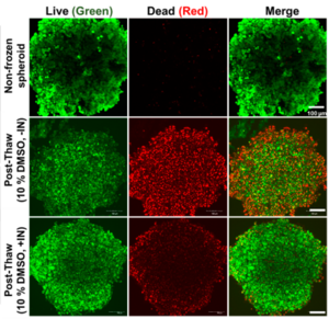 Confocal microscopy images