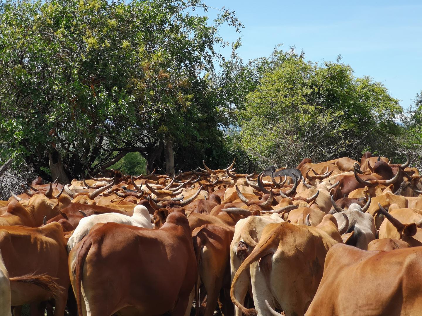 cattle head out to graze in Serengeti District Tanzania