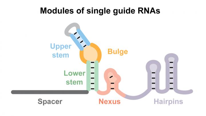 Cut-and-Replace Gene Editing