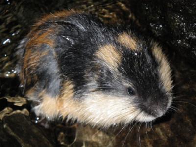 Climate Change Affect on the Lemming