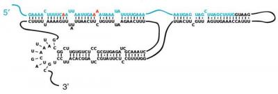 An RNA Pseudoknot