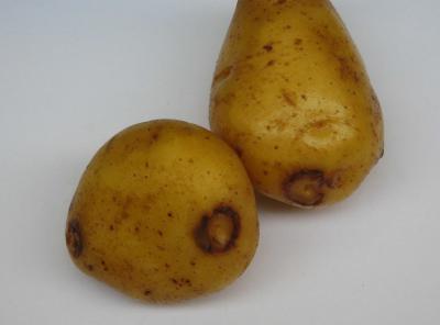 PVY Potato
