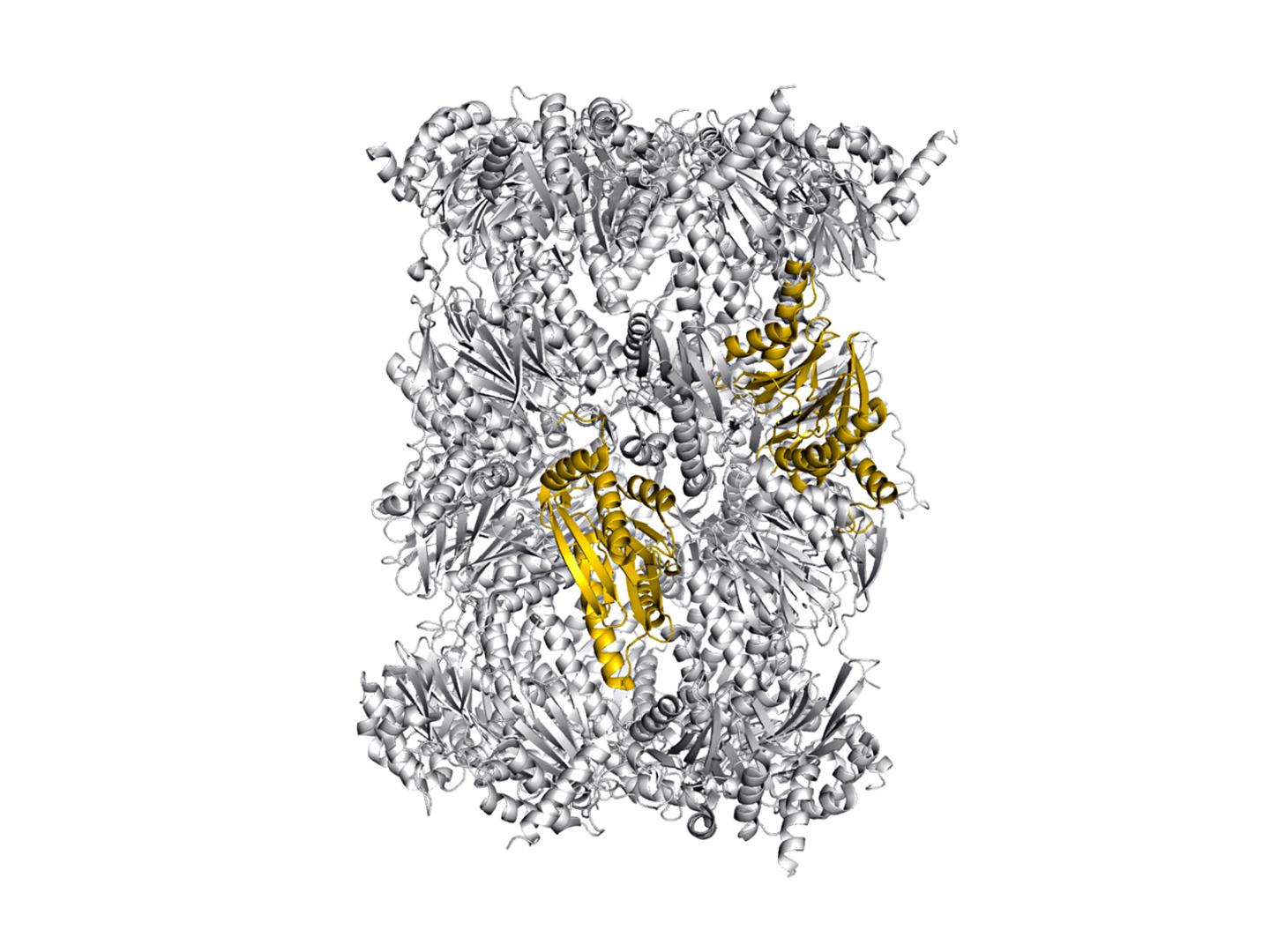 Structure of the Immunoproteasome