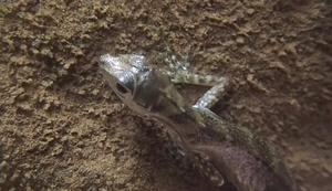 Water anole breathing underwater