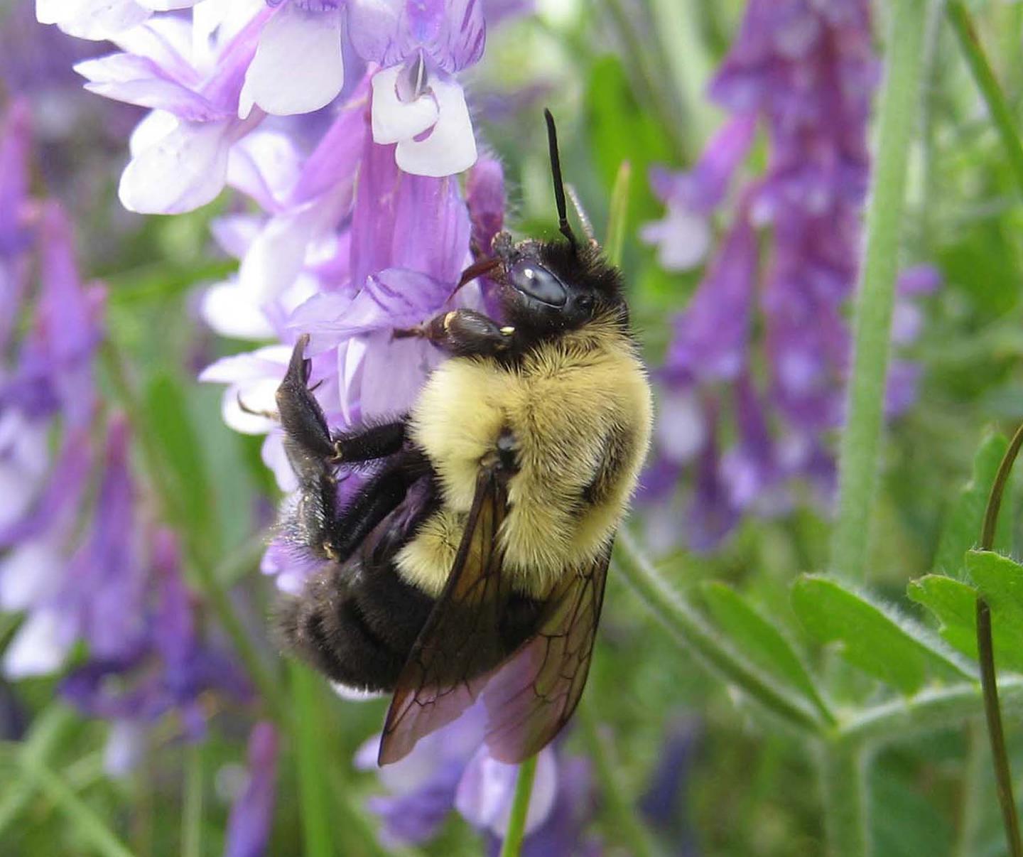 Bumblebee Foraging