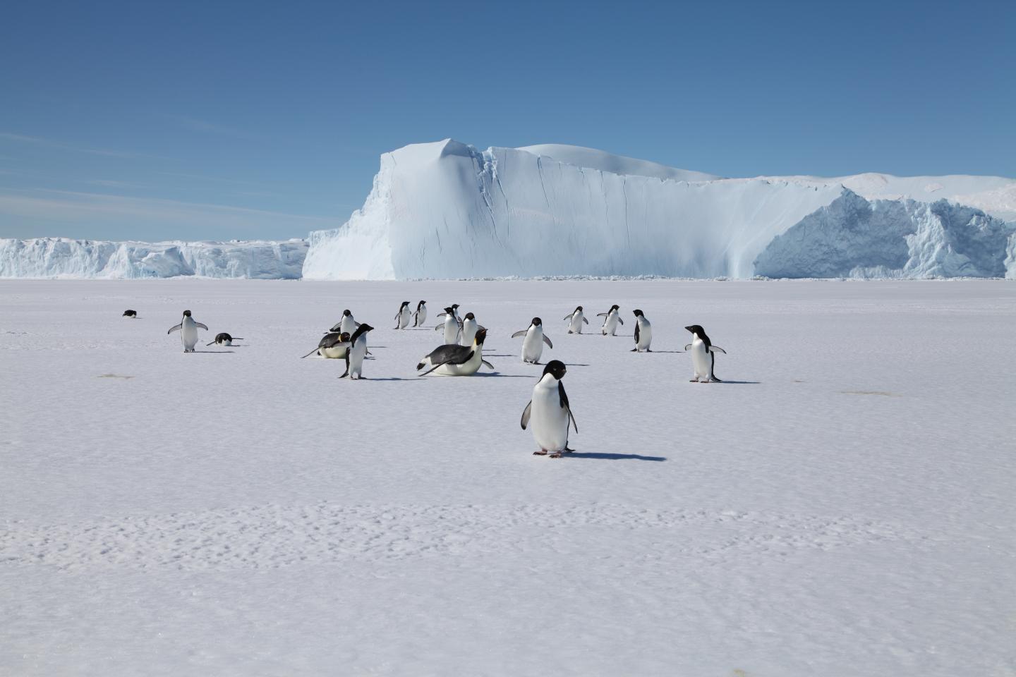 What future do emperor penguins face? EurekAlert!