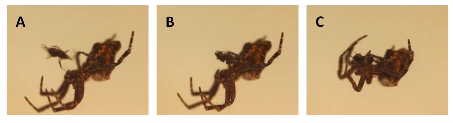 Male Orb-Weaving Spiders Cannibalized by Females May Be Choosy about Mating