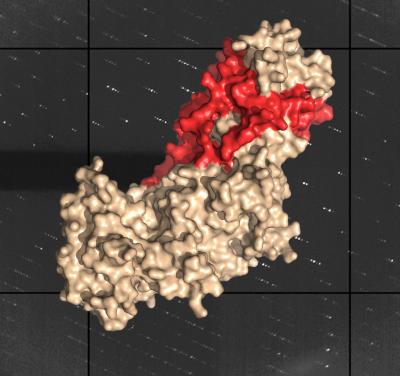 Cell-Entry Protein Complex from Herpes Simplex Virus Type 2