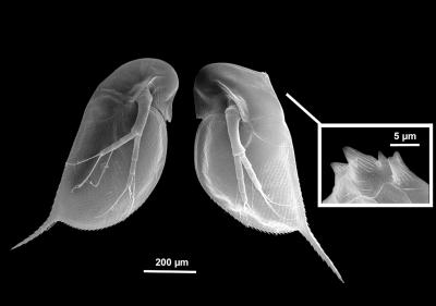 <i>Daphnia</i> is First Crustacean to Have Genome Sequenced (1 of 5)