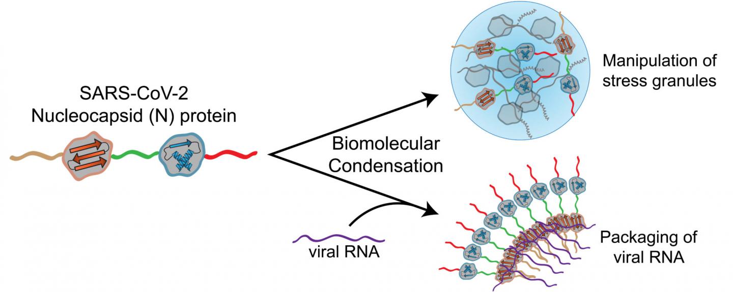 Biomolecular condensation graphic